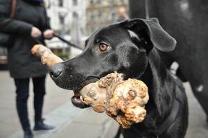 Schwarzer Labrador beim Gassigehen mit einem Stück Holz im Mund