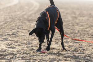 Schwarzer Labrador buddelt am Strand im Sand nach Frisbee