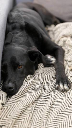 Schwarzer Labrador faulenzt auf der Couch