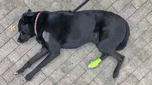 Schwarzer Labrador-Hund liegt nach dem Tierarztbesuch mit Blessuren und Verband erschöpft auf dem Boden