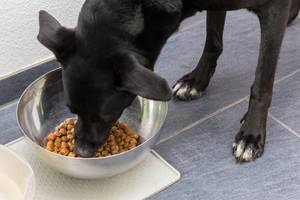 Schwarzer Labrador isst Hundefutter aus seinem Fressnapf