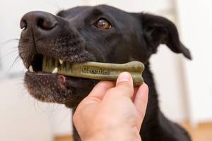 Schwarzer Labrador Retriever beißt Greenies getreidefreie Zahnstange als tägliche Zahnputzen