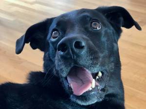 Schwarzer Labrador Retriever Schnauze in der Nahaufnahme