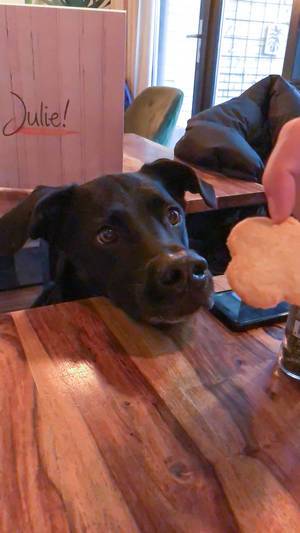 Schwarzer Labrador schaut auf den Keks in der Hand