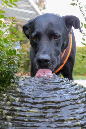 Schwarzer Labrador streckt seine Zunge heraus, um sich am Wasserspiel abzukühlen