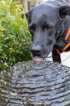 Schwarzer Labrador tauscht seinen Napf ein und erfrischt sich unterwegs beim Trinken an einem Brunnen