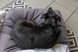 Schwarzer Labradorhund schläft auf einem Balkonmöbelstück