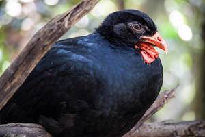Schwarzer Vogel mit orangefarbenem Schnabel