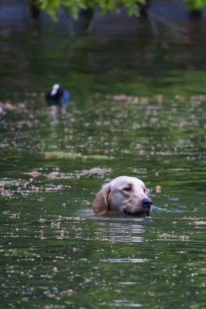 Schwimmender Hund: Golden Retriever
