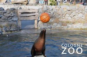 Sea lion balances a baseball on a rock in the water, next to picture title "Cologne Zoo"
