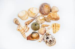 Sea Shell Collection isolated on white