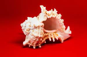 Sea Shell On Red Background
