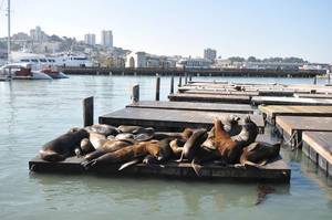 Seelöwen am Pier 39 im Hafen von San Francisco