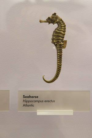 Seepferdchen / Seahorse