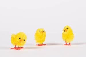 Set of cute small chickens on white background