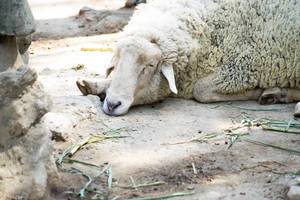 Sheep sleeping