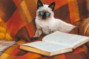 Siamesische Babykatze sitzt vor einem offenen Buch auf einer roten Decke