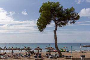 Sicht auf den Strand mit Sonnenschirmen in Peguera auf Mallorca