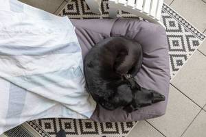 Sicht von oben auf einen schwarzen, schlafenden Hund auf einem Sitzkissen