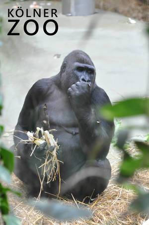 Sitzender Gorilla beim Essen in seinem Käfig im Kölner Zoo