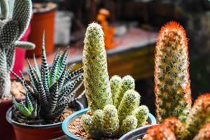 Small cactus plant, bokeh shot (Flip 2019)