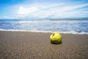Small coconut on the beach (Flip 2019)