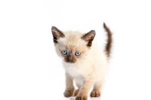 Small fluffy kitten on white background