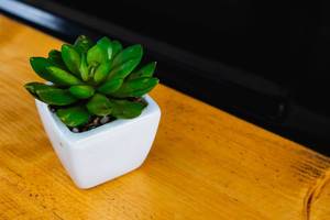 Small plant at the edge of wooden table