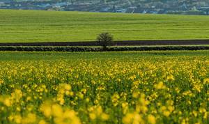 Small tree at yellow rapeseed field