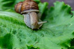 Snail crawling on lettuce leaves