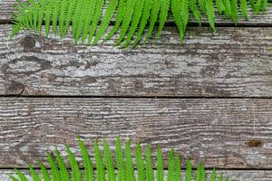 Sommer-Hintergrund auf grauen Brettern, mit grünen Farnblättern