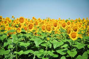 Sonnenblumen / Sun Flowers