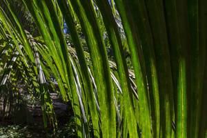 Sonnenlicht scheint durch Palmenblätter auf Mahé, Seychellen