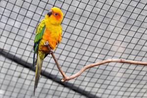 Sonnensittich (Jandaia-amarela) im Vogelpark Parque das Aves