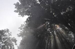 Sonnenstrahlen durch Bäume