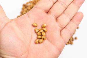 Soya Beans on the palm of the hand