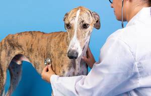 Spanischer Windhund wird durch eine Veterinärin mit einem Stethoskop untersucht