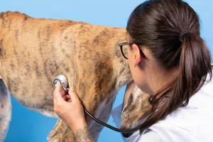 Spanischer Windhund wird in einer Tierklinik mit einem Stethoskop untersucht