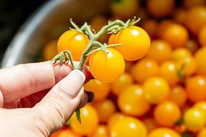 Sprig of yellow cherry tomatoes in hand