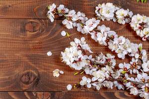 Sprigs of a apricot with flowers on wooden background