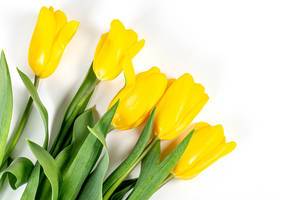 Spring bouquet of yellow tulips. Happy Mother
