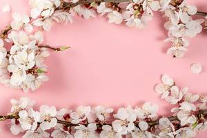 Spring pink background with flowering apricot branches