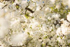 Spring Trees / Kirschblüten