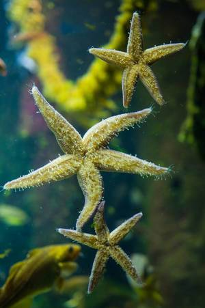 Starfish hanging to aquarium glass wall (Flip 2019)