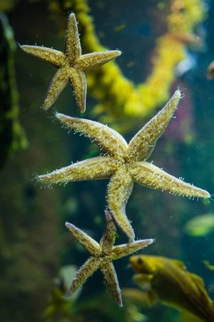 Starfish hanging to aquarium glass wall