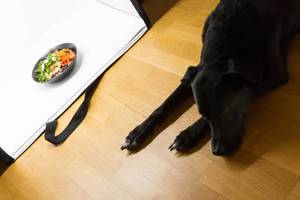 Stock Photography -Eine Schüssel mit Gemüse in der Fotobox, schwarzer Labrador im Vordergrund