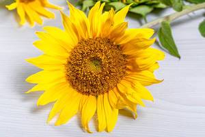 Strahlende Sonnenblume mit gelbem Blättern