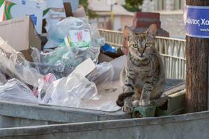 Street cat in a dumpster in Afitos
