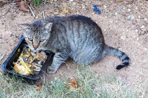 Streunende Katze isst Reste aus einem schwarzen Plastikbehälter am Straßenrand der Insel Spetses, Griechenland