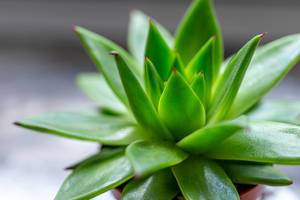 Succulent Echeveria - houseplant close-up (Flip 2019)